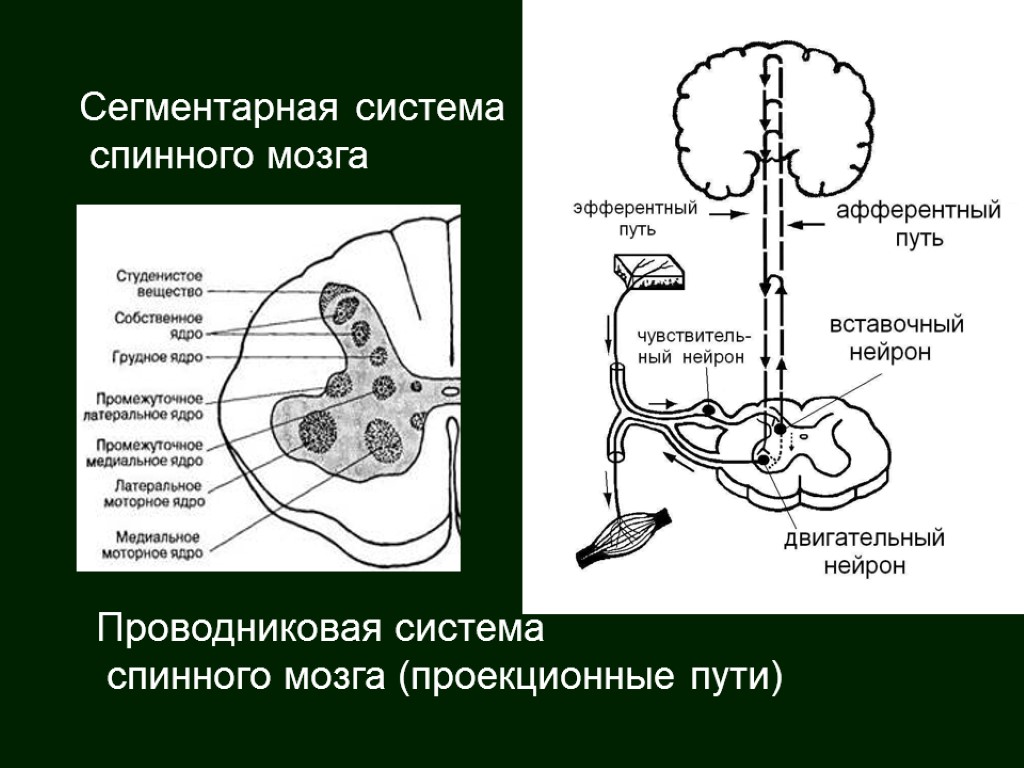 Сегментарная система спинного мозга Проводниковая система спинного мозга (проекционные пути)